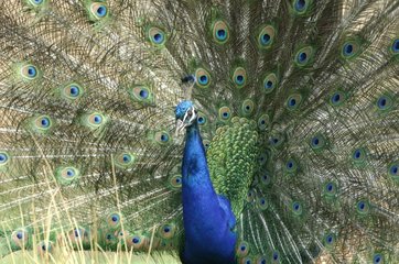 Courtship behaviour of a Male Indian Peafowl Yonne France