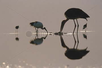 Ibis and Marabou Stork eating a Flamingo Lake Bogoria Kenya
