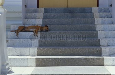 Dog sleeping on the steps of a temple Thailand