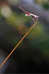 Red-veined Darter upright on a rod France