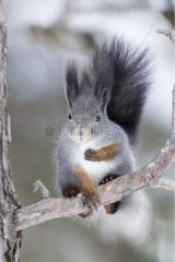 Eurasian red squirrel on a branch Finland