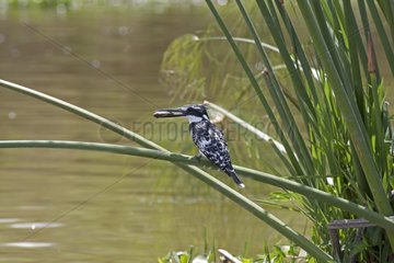Pied kingfisher with fish on papyrus Lake Naivasha Kenya