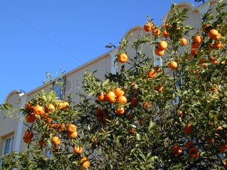 Mandarin tree and its fruits