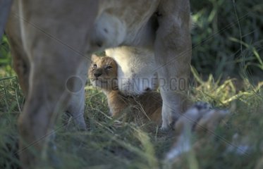 Lionne prenant un lionceau dans sa gueule Kenya