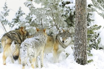 Grey wolves under a tree in snow in Sweden