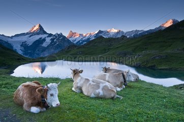 Cows and swiss alps at sunrise Bachalpsee Switzerland