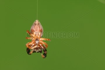 Male Jumping Spider suspended from its security thread