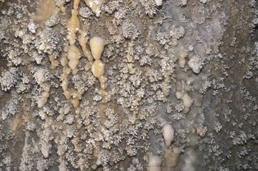 Calcification and concretion of a cave wall Lot