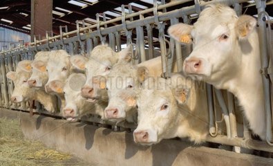 Charolaise Cows at cow-shed waiting for food France