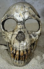 Cranium of fossil Primate Proconsul