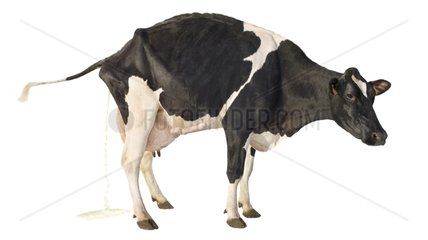 Portrait of a Holstein cow urinating