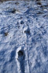 Drucke von Wildschweinpfoten im Schnee