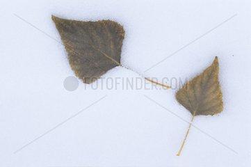 Blätter im SchneeAlpen Frankreich
