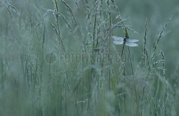 Yellow-legged clubtail in a meadow at daybreak Switzerland