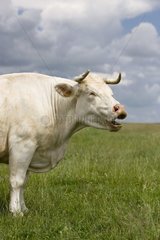 Charolais Cow  die in der Wiese brüllend