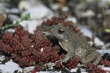 Crapaud accoucheur adulte France