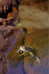 Europäischer Frosch in Wasser Alt Pirineu Naturpark Spanien