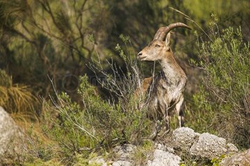 Portrait of a Spanish Ibex