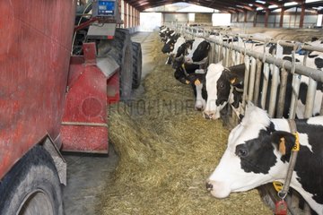 Distribution of food to Holstein cows in stables France