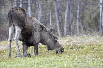 Eurasian Elk to its knees grazing vegetation rase