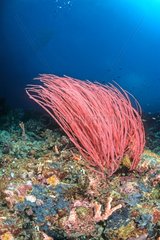Gruppe Corals Red Drop off Sipadan Island in Malaysia