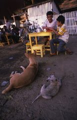 Hunde  die in der Nähe eines Mannes und eines Jungen am Tisch liegen
