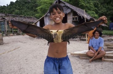 Bat's hunting Célèbes Indonesia