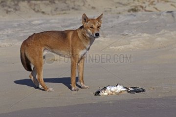Dingo eating a dead marine bird Queensland Australia