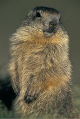 Portrait of young Alpine Marmot Vanoise National Park France
