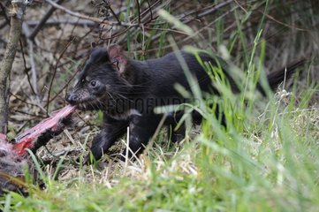 Tasmanian devil eating a prey - Tasmania Australia