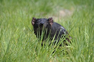 Tasmanian devil in grass - Tasmania Australia