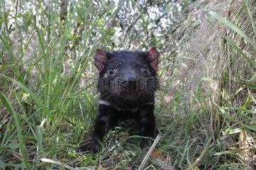 Tasmanian devil in grass - Tasmania Australia