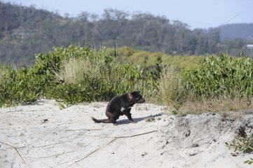 Tasmanian devil on sand - Tasmania Australia