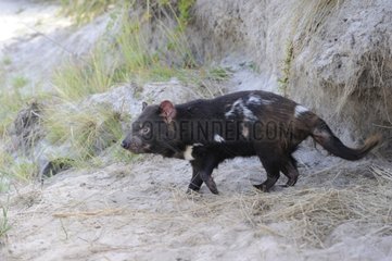 Tasmanian devil walking on sand - Tasmania Australia