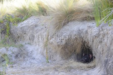 Tasmanian Devil in his burrow - Tasmania Australia