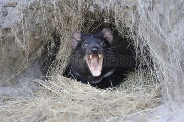 Tasmanian Devil in his burrow - Tasmania Australia