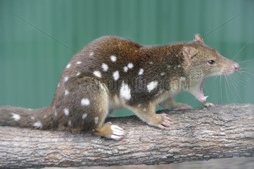 Spotted-tailed Quoll on a branch - Tasmania Australia