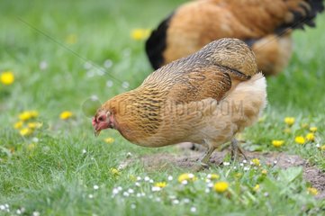 Araucana hen fawn eating in the grass - France