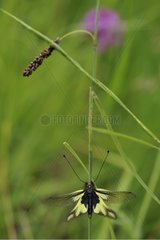 Butterfly-lion on a stalk of grass in the spring France