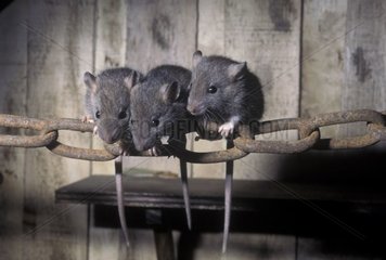 Junge braune Ratten  die in einer Kette Frankreich sitzen