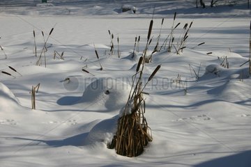 Broadleaf cattail under snow Poland