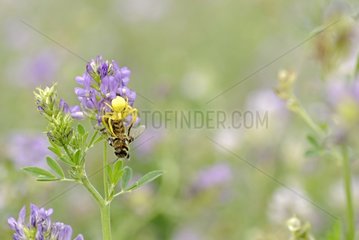 Spider devouring a bee visit a flower browse France