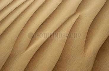Sand dune in the desert United Arab Emirates