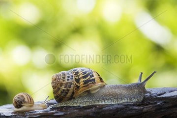 Brown gardensnails crawling one behind the other France