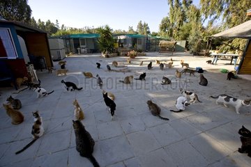 Sanctuary for cats Cyprus