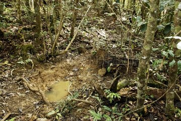 Wallow of wild pig in rainforest New Caledonia