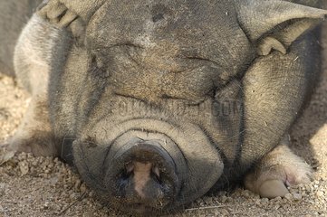 Portrait of Vietnamese Pig deadened Corsica France