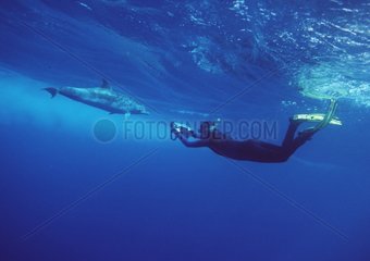 Plongeur et dauphin commun République Dominicaine