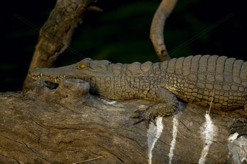Nil Crocodile at rest on a trunk Botswana