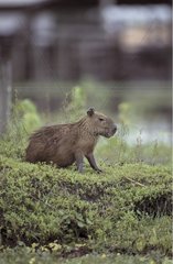 Capybara sitting on a bank Marajo Brazil